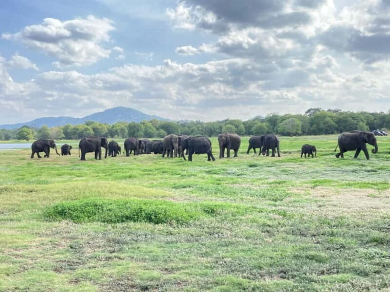 Minneriya National Park: Private 4x4 Jeep Safari - Final Thoughts