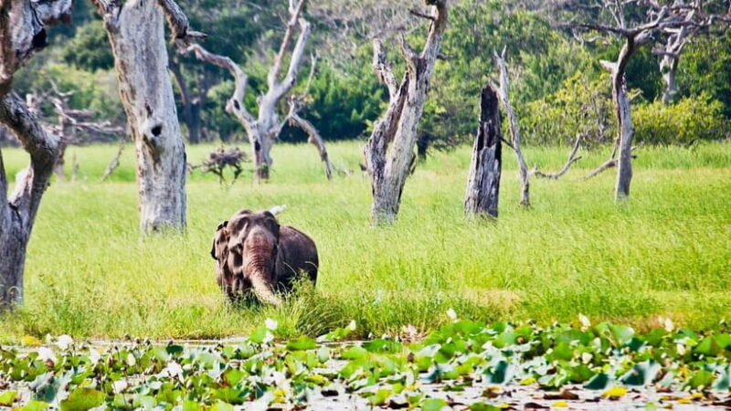 Minneriya National Park: Private 4X4 Safari From Trincomale - Key Points