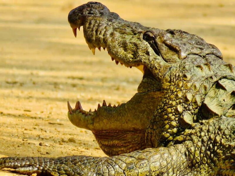 Minneriya National Park: Private 4X4 Safari From Trincomale - An In-depth Look at the Safari Experience