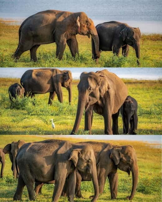 Minneriya National Park Private Luxury Elephant Safari - A Detailed Look at the Safari Experience