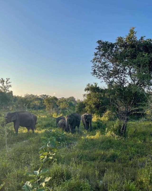 Minneriya National Park Private Luxury Elephant Safari - Final Thoughts