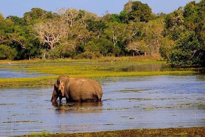 Minneriya National Park private safari - Introduction: What Makes This Safari Special?