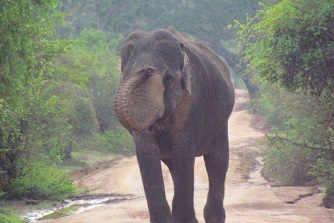 Minneriya National Park private safari - The Pros and Cons of the Tour