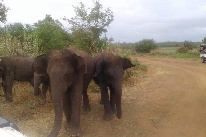 Minneriya National Park private safari - The Value of a Private Safari in Minneriya National Park