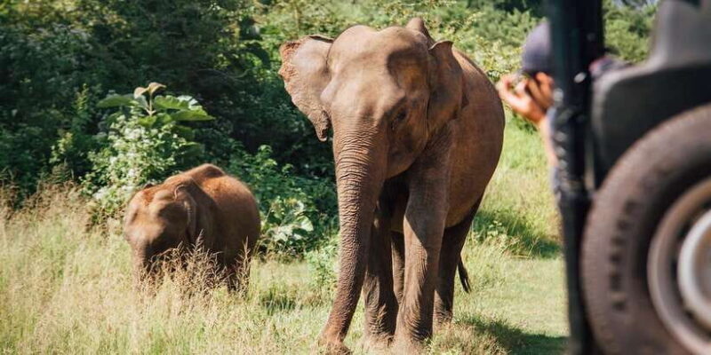 Minneriya National Park Safari by a 4x4 - An In-Depth Look at the Minneriya National Park Safari