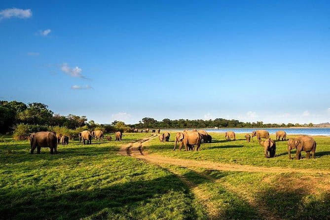 Minneriya National Park Safari from Habarana - An Introduction to the Minneriya Safari Experience