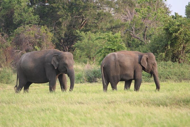 Minneriya National Park Safari from Habarana - The Experience of a Typical Safari