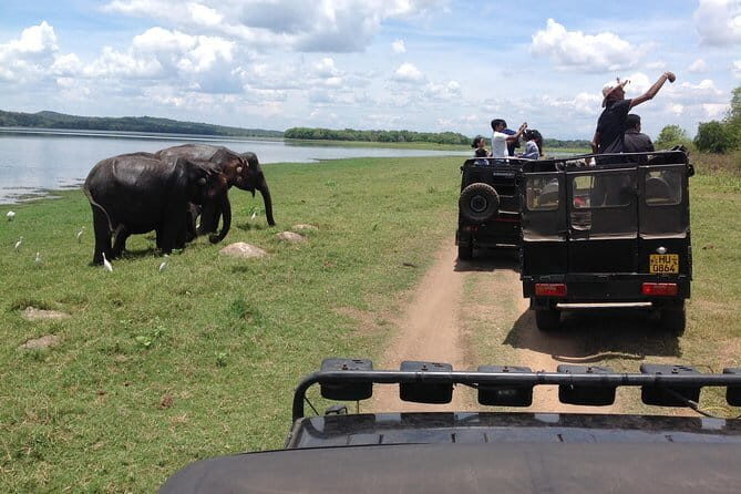 Minneriya National Park Safari from Habarana - How Reviews Reflect the Experience