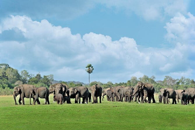 Minneriya National Park Safari from Polonnaruwa - An Introduction to the Tour