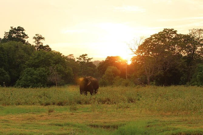 Minneriya National Park Safari from Polonnaruwa - The Guide and Personal Experience