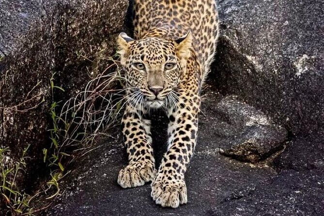 Minneriya National Park Safari from Polonnaruwa - Who Will Love This Tour?