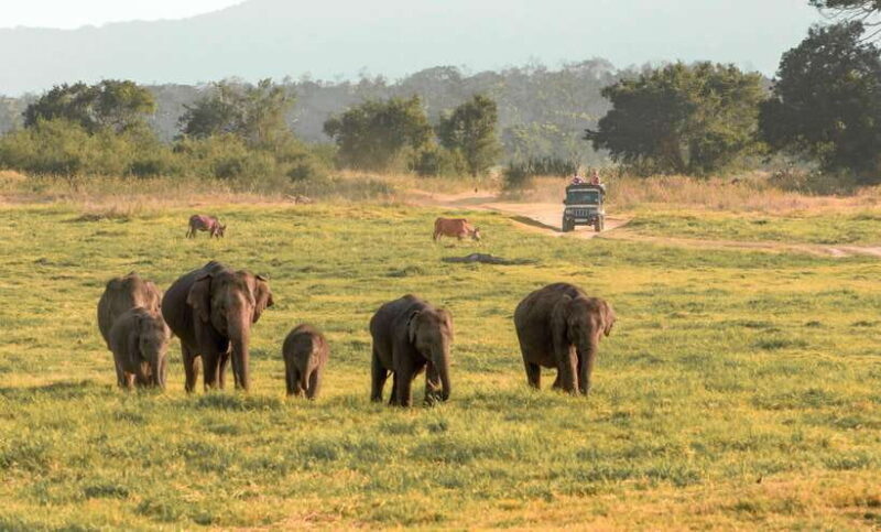 Minneriya National Park Safari from Sigiriya (Private Group) - Setting the Scene: What to Expect on the Safari