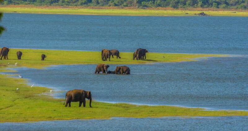 Minneriya National Park Safari from Sigiriya (Private Group) - Who Will Love This Tour?