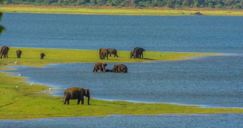 Minneriya National Park Safari from Sigiriya (Private Group) - FAQ
