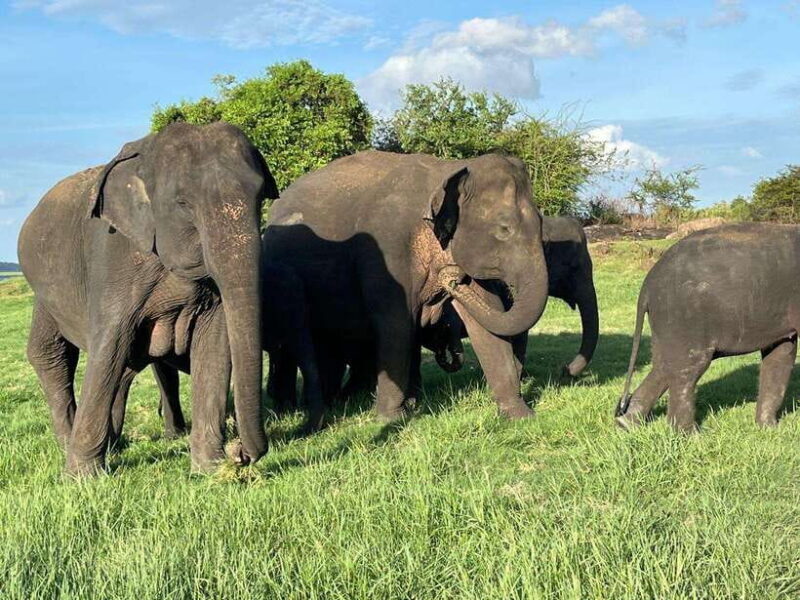 Minneriya National Park : Safari Jeep with Tickets - An Honest Look at the Minneriya National Park Safari Jeep Experience