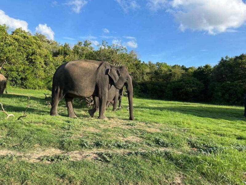 Minneriya National Park : Safari Jeep with Tickets - Exploring Minneriya National Park: What You Can Expect