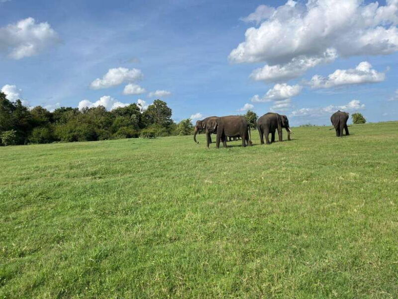Minneriya National Park : Safari Jeep with Tickets - Final Thoughts