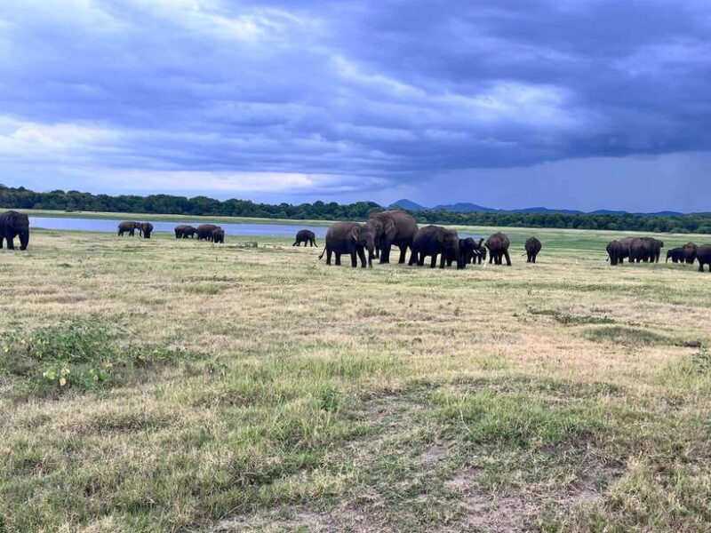 Minneriya National Park : Safari Jeep with Tickets - Frequently Asked Questions