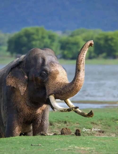 Minneriya National Park Safari  See Wild Elephants Up Close - Key Points