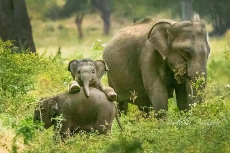 Minneriya National Park Safari  See Wild Elephants Up Close - The Experience Provider: Sri Lankan Adventures