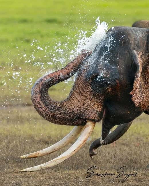 Minneriya National Park Safari  See Wild Elephants Up Close - FAQ