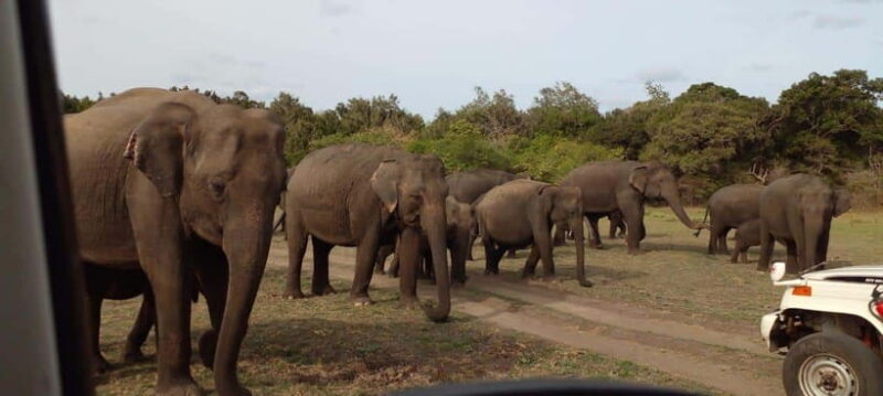 Minneriya National Park Safari - Key Points