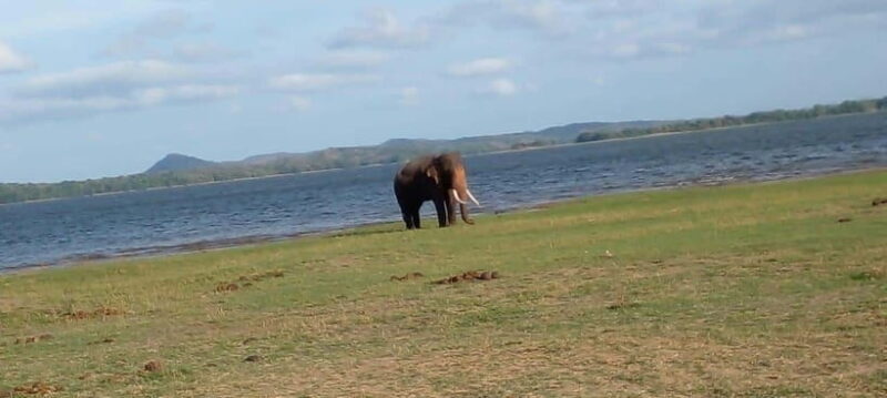 Minneriya National Park Safari - What Is the Minneriya National Park Safari All About?