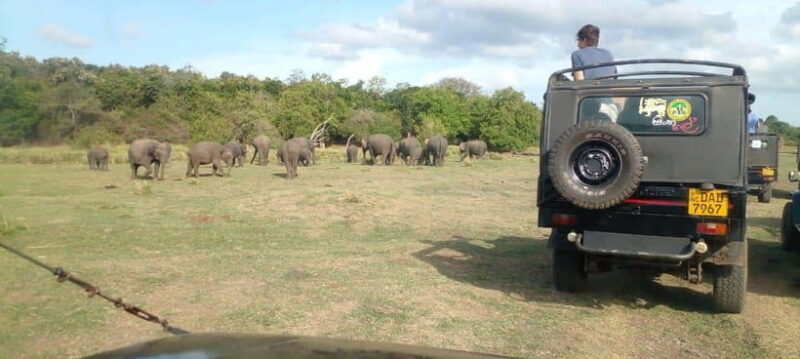Minneriya National Park Safari - What to Expect During the Safari