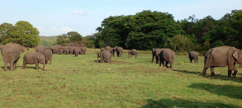 Minneriya National Park Safari - The Experience of a Lifetime, With Practicalities