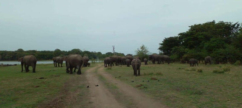 Minneriya National Park Safari - Additional Options and Tips