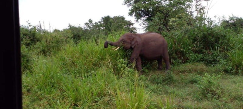 Minneriya National Park Safari - The Sum Up: Is It Worth It? Who Will Love This Safari?