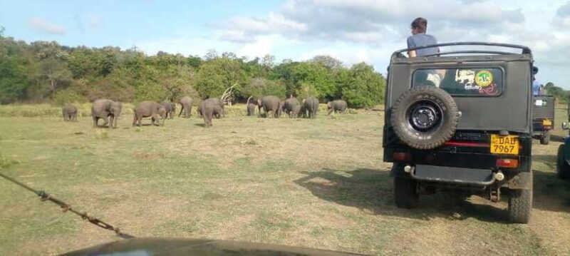 Minneriya National Park Safari - FAQ