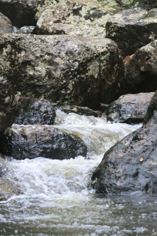 Minyon Waterfall Rainforest Tour - Exploring the Wild: What to Expect