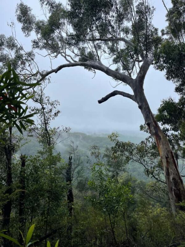 Minyon Waterfall Rainforest Tour - FAQ