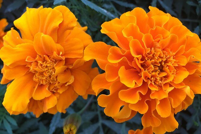 Miracle Garden & Butterfly Garden with Ticket & Private Transfers - Key Points