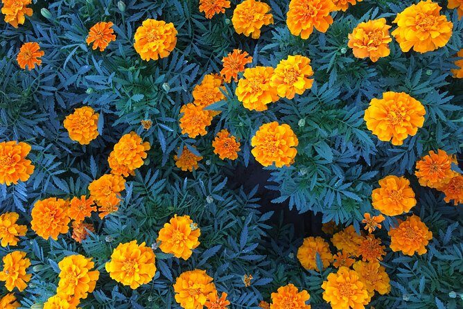 Miracle Garden & Butterfly Garden with Ticket & Private Transfers - The Sum Up: Who Will Love This Tour?