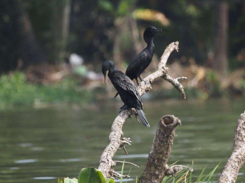 Mirissa: Nilwala River Bird Watching and Crocodile Tour - An In-Depth Look at the Nilwala River Experience