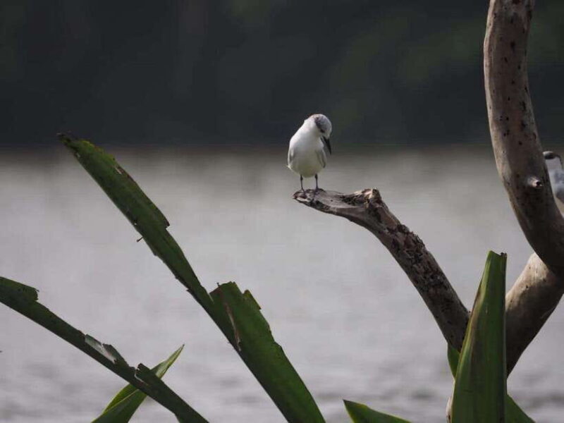Mirissa: Nilwala River Bird Watching and Crocodile Tour - Who Should Consider This Tour?