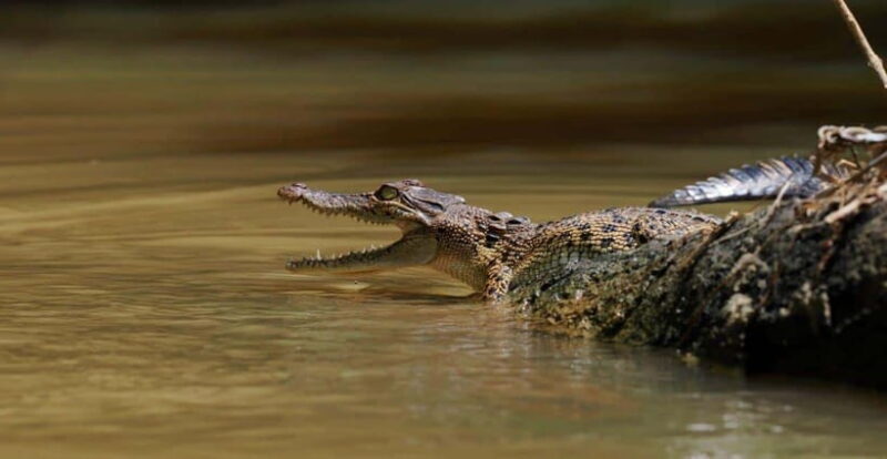 Mirissa: Nilwala River Bird Watching and Crocodile Tour - The Sum Up: Who Will Benefit Most from This Tour?