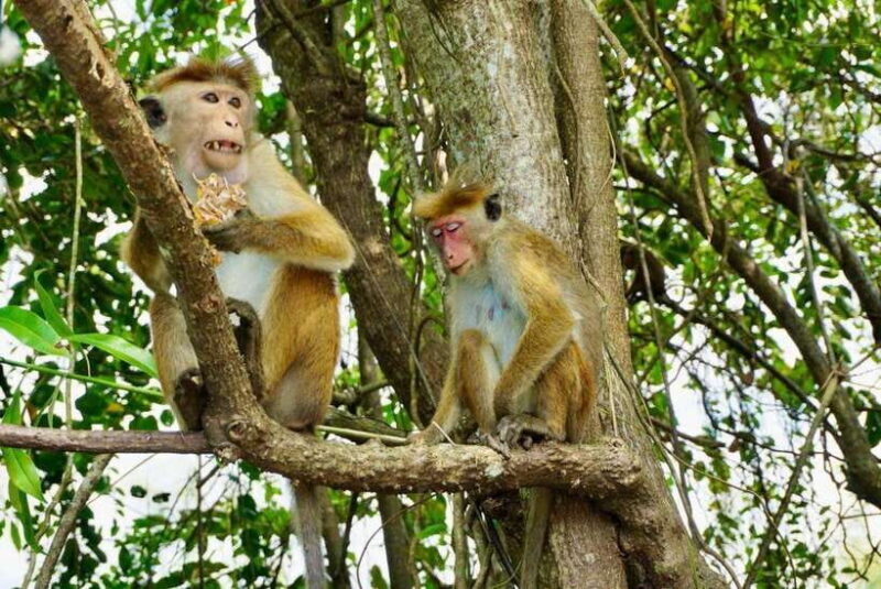 Mirissa: Nilwala River Bird Watching and Crocodile Tour - FAQ