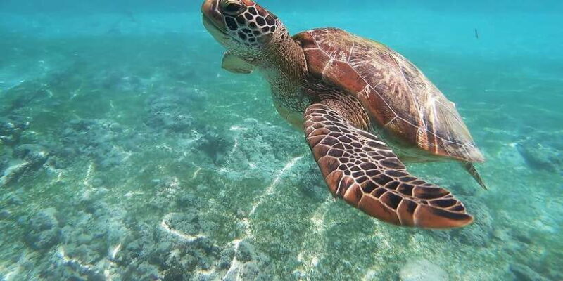 Mirissa: Snorkeling Experience with Turtles - FAQ