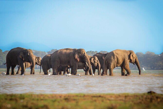 Mirissa to Ella Shuttle & Safari Drive (Breakfast included) - The Scenic Transfer to Ella