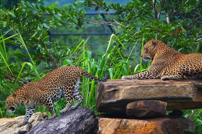 Mirissa To Ella Via Udawalawe Safari With Holiday Walkers Sri Lanka - Who’s This Tour Best For?