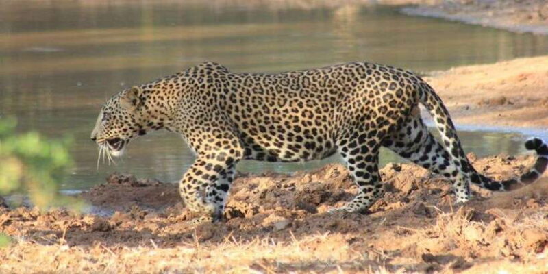 Mirissa: Udawalawe & YALA Safaris + lunch, Drop off: Ella - Cost and Value: Is It Worth It?