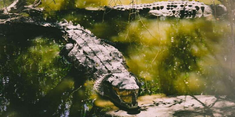 Mirissa: Udawalawe & YALA Safaris + lunch, Drop off: Ella - Final Thoughts: Who Should Consider This Tour?