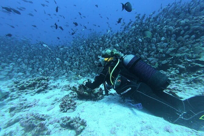 Mirissa Unforgettable Snorkeling Experience with Turtles - The Sum Up