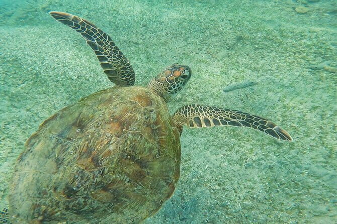 Mirissa Unforgettable Snorkeling Experience with Turtles - FAQ