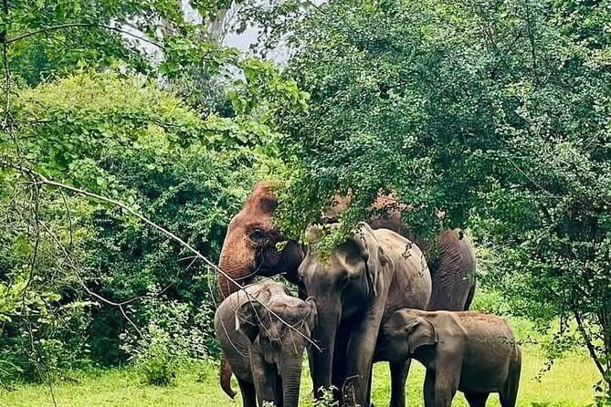 Mirissa, Weligama, Ahangama Transfer to Ella and Udawalawa Safari - An In-Depth Look at the Tour