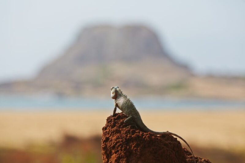 Mirissa, Weligama, or Galle: Transfer to Ella & Yala Safari - Frequently Asked Questions