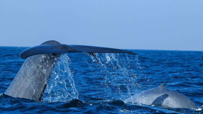 Mirissa: Whale & dolphin Watching Boat Tour with Breakfast - An Honest Look at the Whale & Dolphin Watching Experience